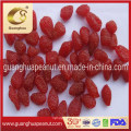 High Sugar Dried Strawberry with Kosher Certificate